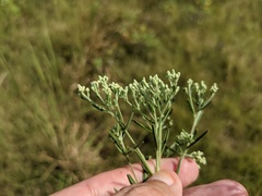 Eupatorium torreyanum