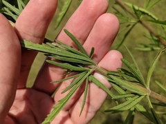Eupatorium torreyanum