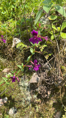 Cuphea aequipetala