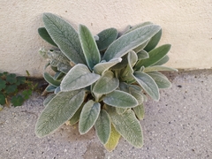 Stachys byzantina