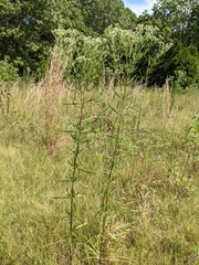 Eupatorium torreyanum