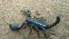 Scorpionidae