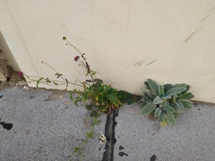 Stachys byzantina