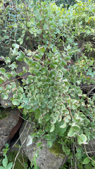 Pellaea cordifolia