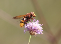 Volucella zonaria