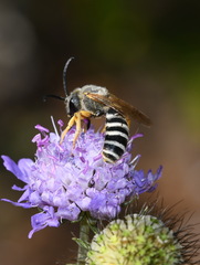 Halictus scabiosae