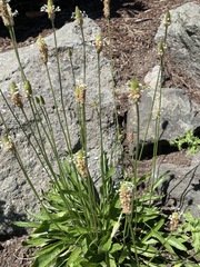 Plantago lanceolata