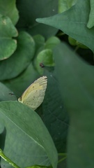 Eurema brigitta