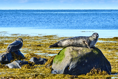 Phoca vitulina vitulina