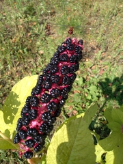 Phytolacca acinosa
