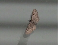 Eupithecia absinthiata