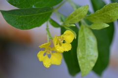 Callaeum macropterum