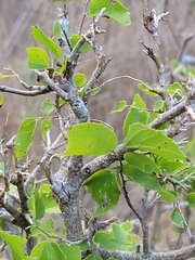 Celtis pallida