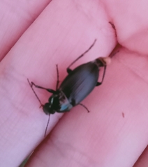 Carabidae