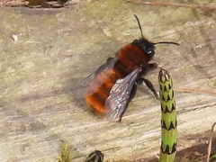 Andrena fulva