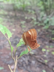 Abisara bifasciata