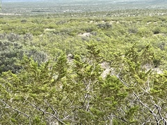 Larrea tridentata