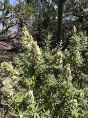 Chamaebatiaria millefolium