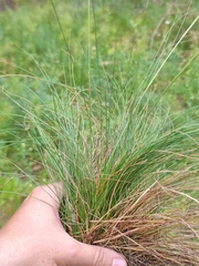 Festuca beckeri