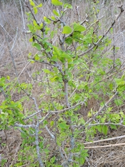 Celtis pallida