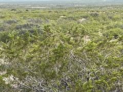 Larrea tridentata