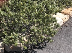 Chamaebatiaria millefolium