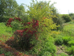 Parthenocissus quinquefolia