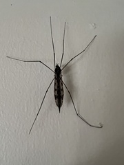 Tipula abdominalis