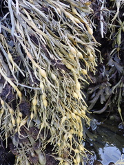 Ascophyllum nodosum