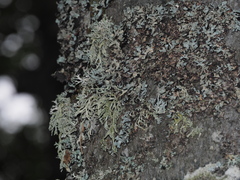 Lecanoromycetes