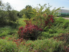 Parthenocissus quinquefolia