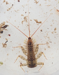 Ecdyonurus