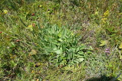 Aster amellus bessarabicus