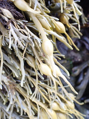 Ascophyllum nodosum