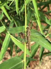 Brachythemis contaminata