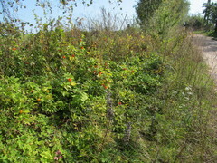 Alkekengi officinarum