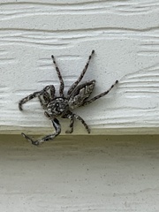 Platycryptus undatus