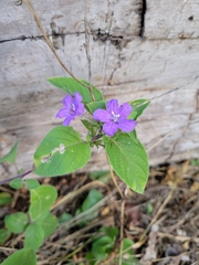 Ruellia drummondiana