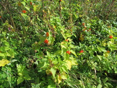 Alkekengi officinarum