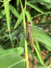 Brachythemis contaminata