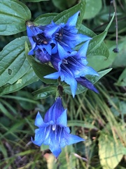 Gentiana asclepiadea