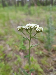 Achillea setacea
