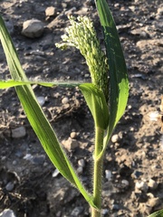 Panicum miliaceum