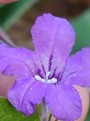 Ruellia drummondiana