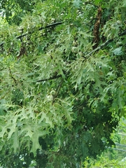 Quercus shumardii