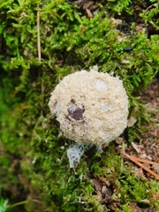 Reticularia lycoperdon