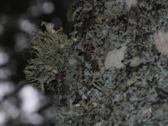 Lecanoromycetes