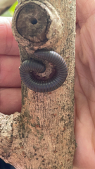 Narceus americanus