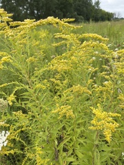 Solidago