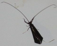 Mystacides sepulchralis